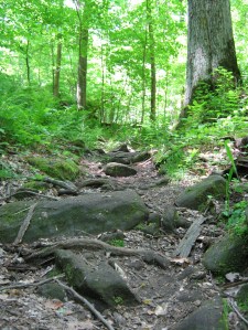 One of the trails by Pugh Cabin