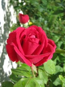 red rose 'Mr. Lincoln'