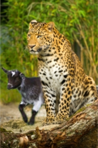 "Creation Will Be At Peace" marissabaker.wordpress.com