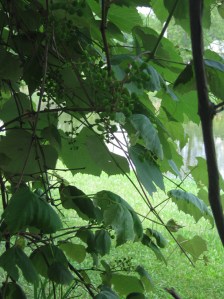 blog post "Spiritually Fruitful" by marissabaker.wordpress.com