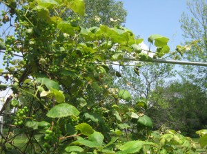 blog post "Spiritually Fruitful" by marissabaker.wordpress.com