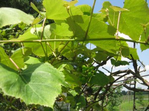 blog post "Spiritually Fruitful" by marissabaker.wordpress.com