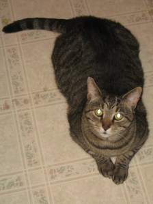 One Tasty Sandwich and A Tale of House-sitting marissabaker.wordpress.com