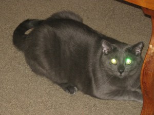 One Tasty Sandwich and A Tale of House-sitting marissabaker.wordpress.com