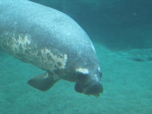 manatee