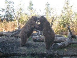 brown bears