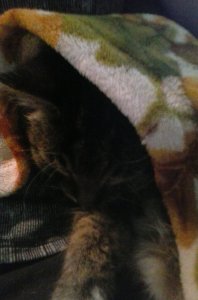 Almost 80 degrees and Tiger wants to snuggle with me and a blanket.