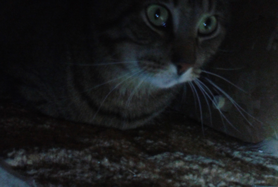 Lessons From My Nervous Cat | marissabaker.wordpress.com