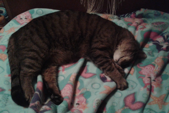 Lessons From My Nervous Cat | marissabaker.wordpress.com