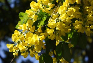 My Cousin Philip: Examining Perspectives In Daphne Du Maurier's Novel My Cousin Rachel | marissabaker.wordpress.com