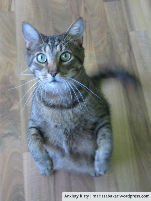 Anxiety Kitty | marissabaker.wordpress.com