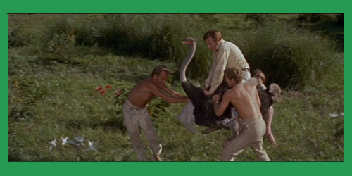 Ostriches, 200-year-old Fanfiction, and The Swiss Family Robinson | LikeAnAnchor.com