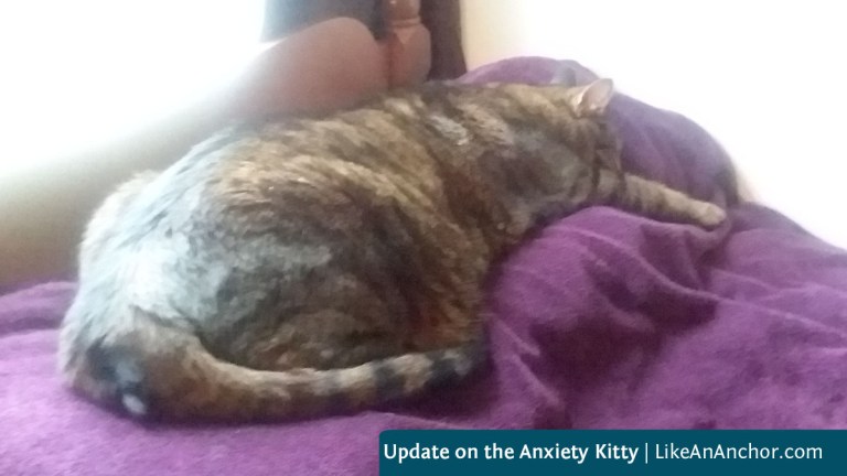 Update on the Anxiety Kitty | LikeAnAnchor.com