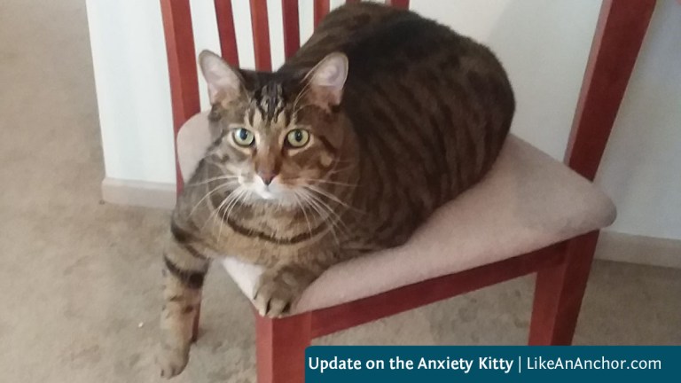 Update on the Anxiety Kitty | LikeAnAnchor.com