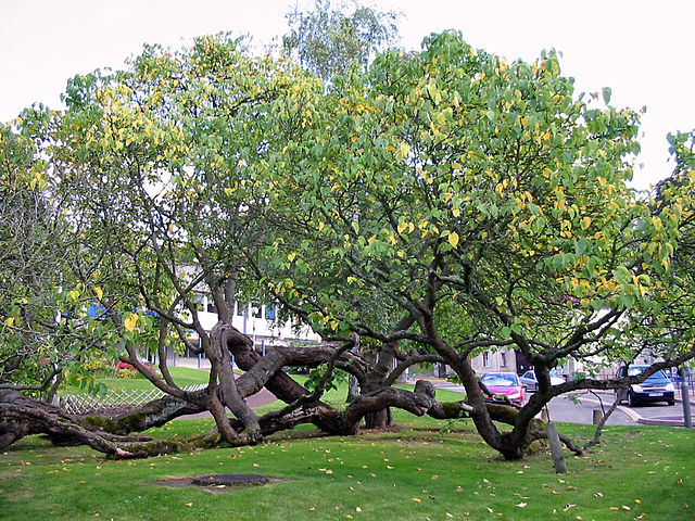 Image shows a large black mulberry tree with multiple trunks sprawling over a lawn.
