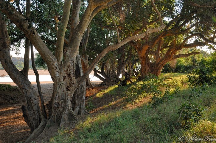 Image shows large sycamore trees with multiple trunks and large roots going into the earth.