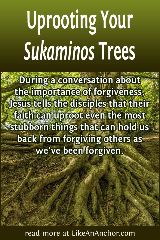 Image of the base of a tree trunk with an extensive root system covering the ground and growing into the soil. This image includes text that says, "During a conversation about the importance of forgiveness, Jesus tells the disciples that their faith can uproot even the most stubborn things that can hold us back from forgiving others as we’ve been forgiven."