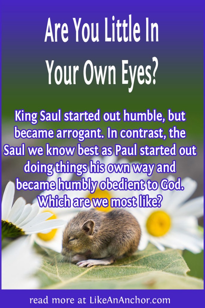 Image of a tiny mouse on daisies with the blog's title text and the words, "King Saul started out humble, but became arrogant. In contrast, the Saul we know best as Paul started out doing things his own way and became humbly obedient to God. Which are we most like?"
