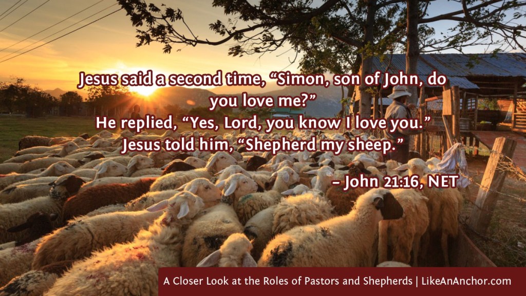 Image of sheep with a shepherd overlaid with text from John 21:16, NET version: Jesus said a second time, “Simon, son of John, do you love me?” He replied, “Yes, Lord, you know I love you.” Jesus told him, “Shepherd my sheep.”