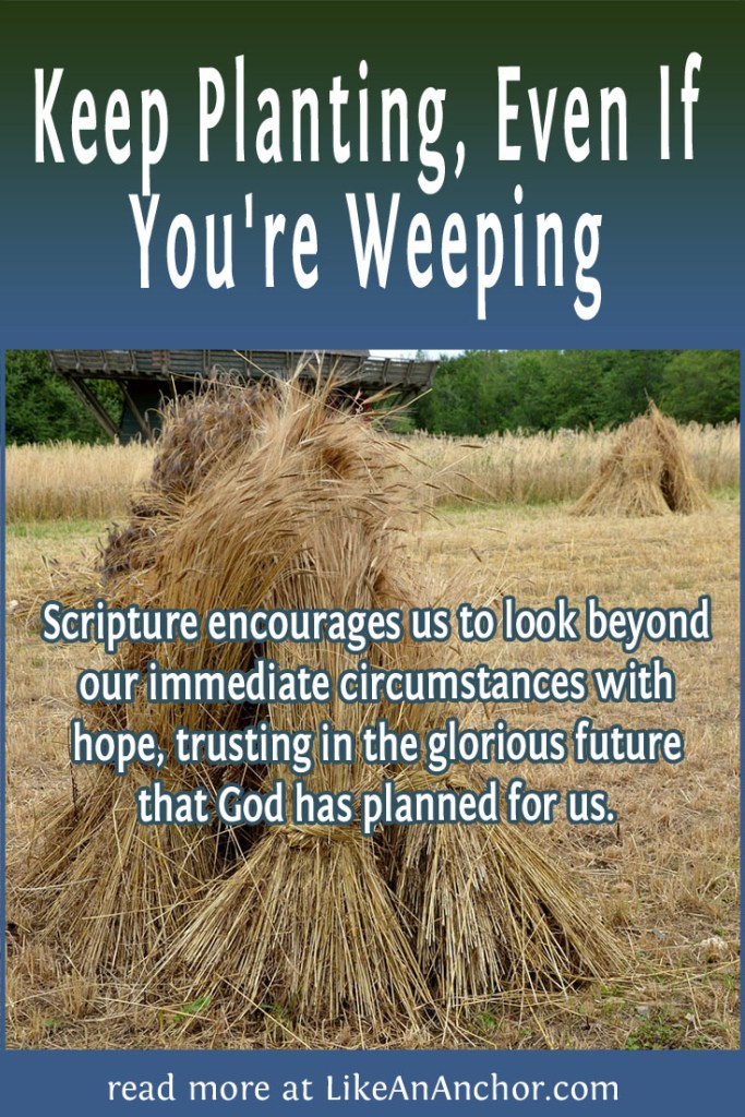 Image of a sheaf of grain standing in a field, overlaid with blog's title text and the words, "Scripture encourages us to look beyond our immediate circumstances with hope, trusting in the glorious future that God has planned for us."