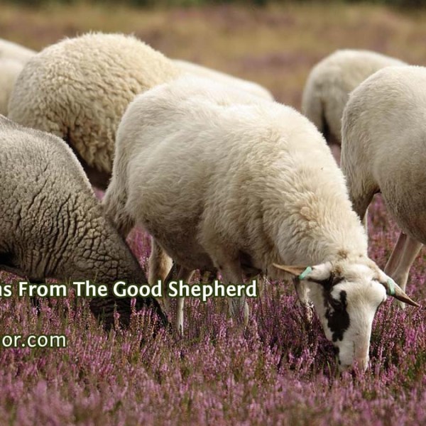 Two Lessons From The Good&nbsp;Shepherd